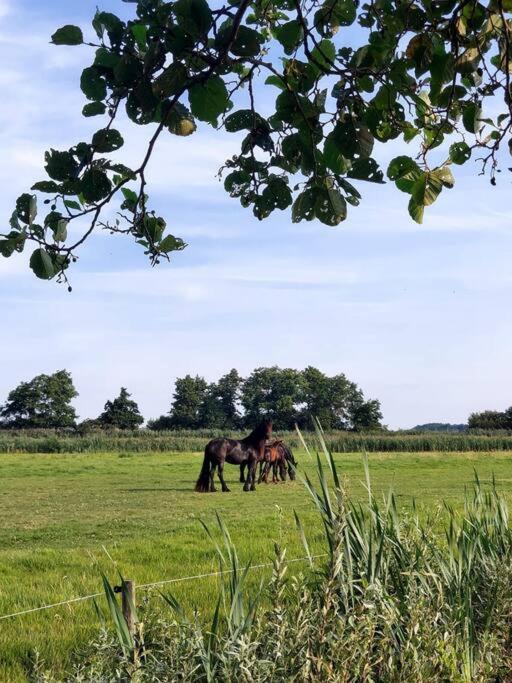 Tiny House "De Veenpolder" De Veenhoop ภายนอก รูปภาพ